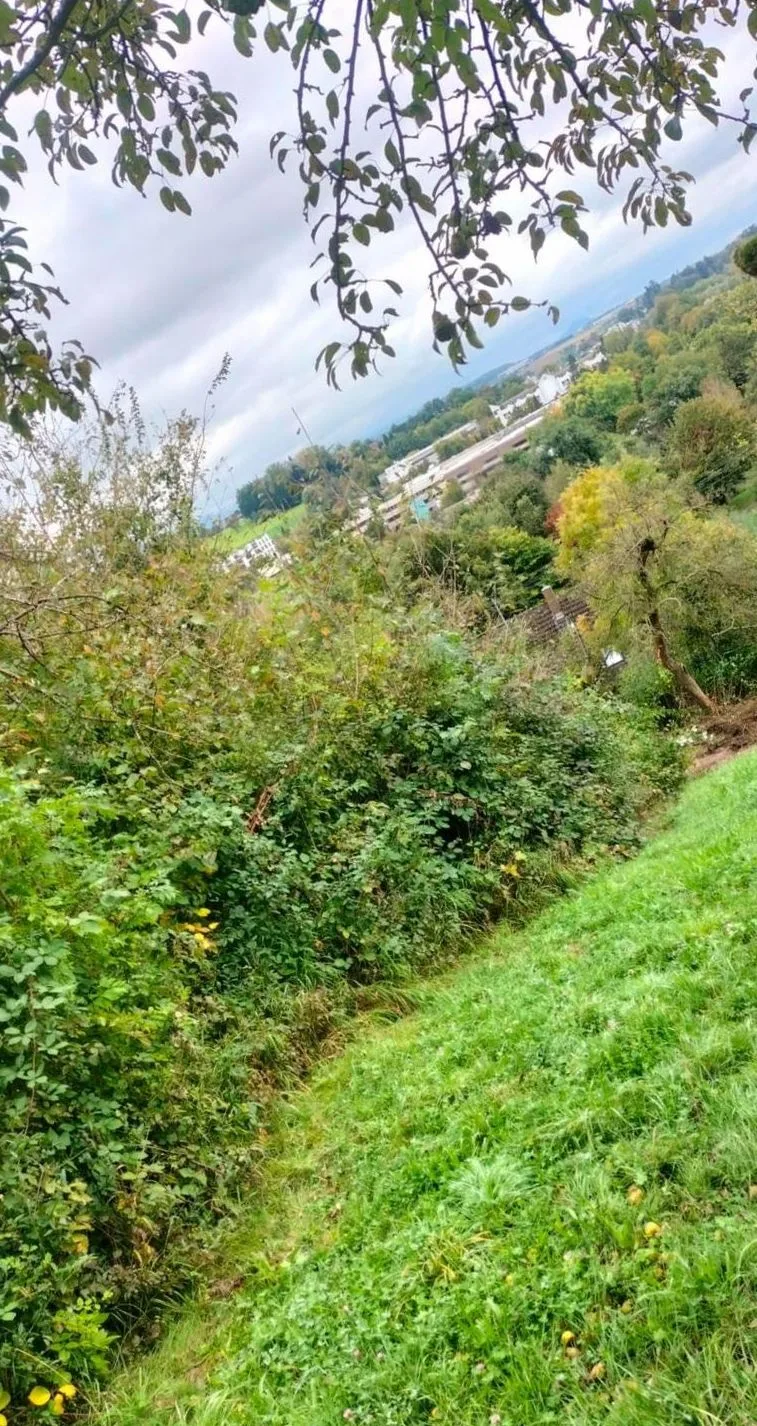 Frisch gemähter Streifen entlang der Hecke einer Streuobstwiese in Hanglage mit Blick ins Tal