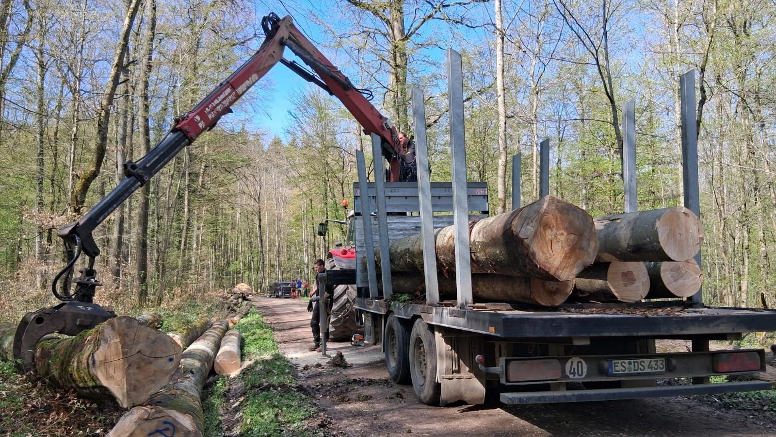 Roter Kran hebt dicke Buchenstämme auf den Rückewagen am Waldweg