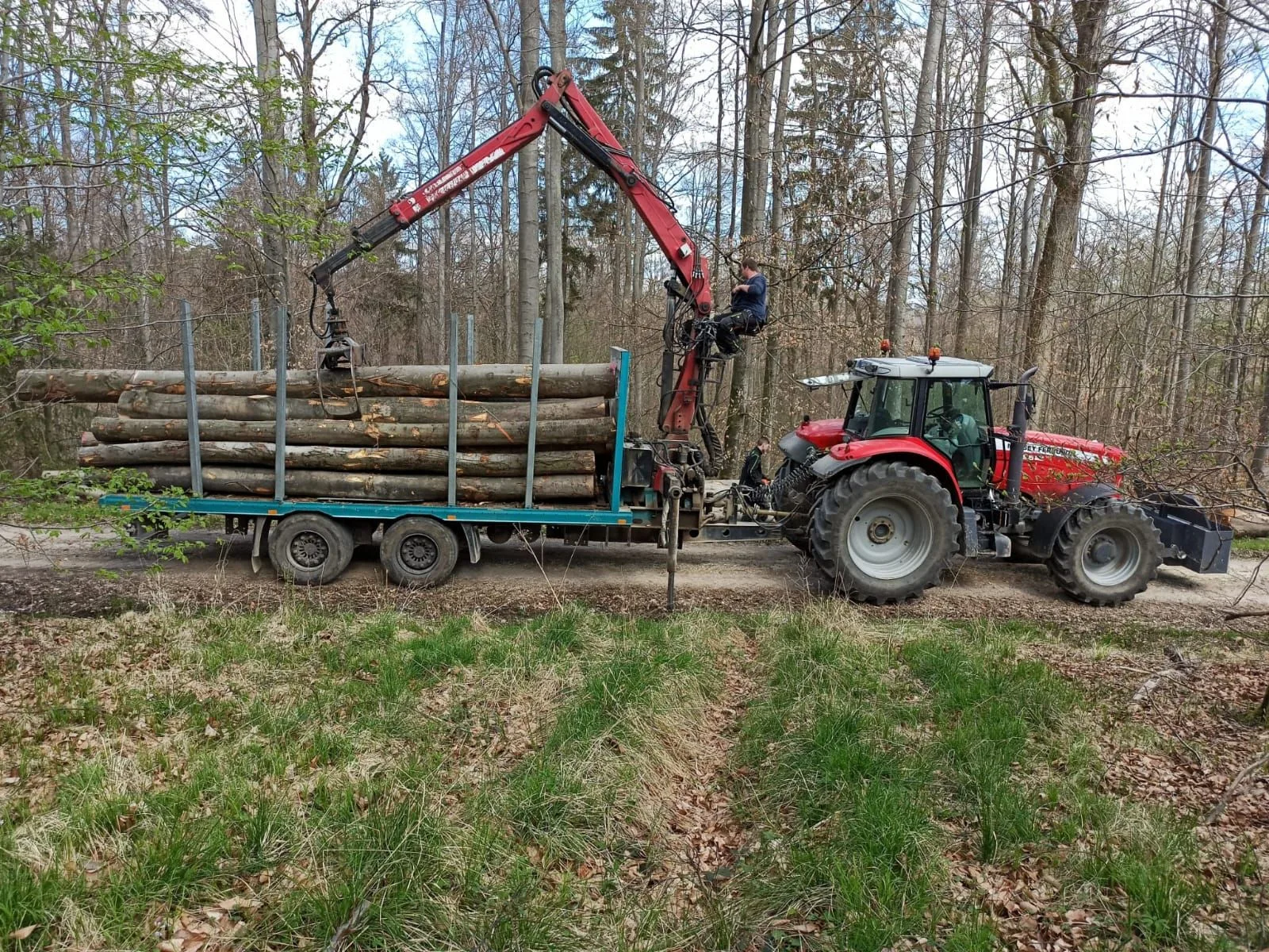 Kompletter Zug im Wald: Massey Ferguson mit Rückewagen und aufgerichtetem rotem Kran, beladen mit frisch gerücktem Langholz