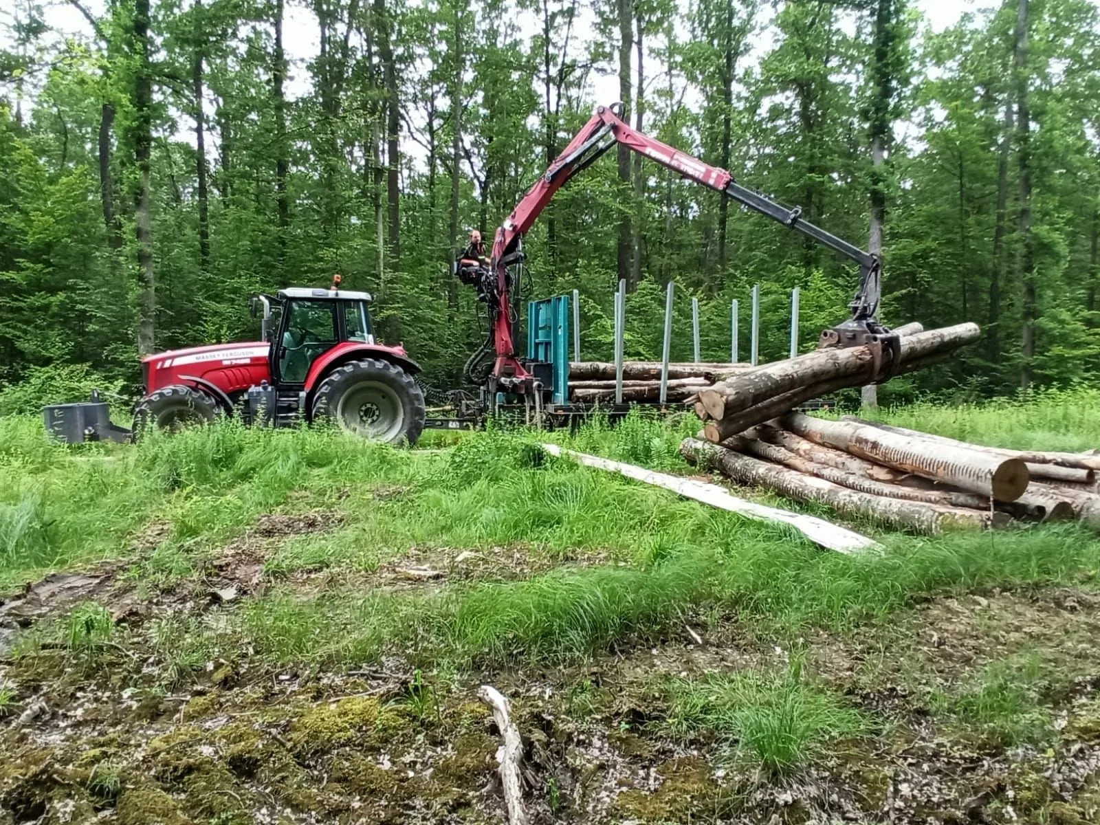 Schlepper mit Rückewagen im grünen Buchenwald, der Kran lädt Langholz vom Polter