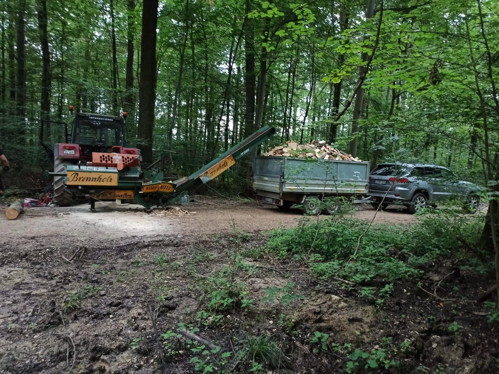 Sägespaltautomat am Schlepper im Wald, das Förderband wirft frisches Scheitholz auf den Anhänger