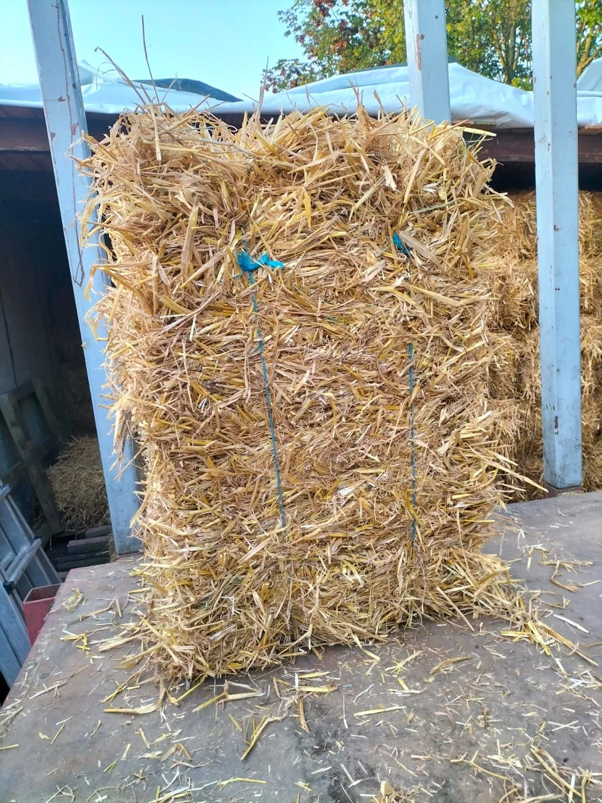 Gepresste HD-Strohballen auf dem Anhänger unter dem Vordach am Hof