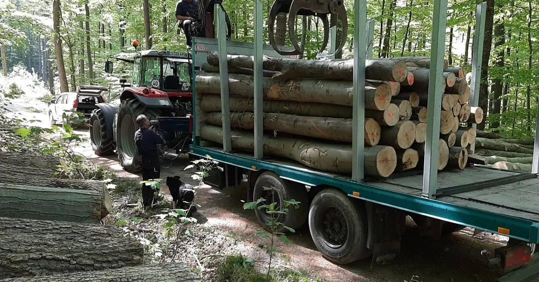 Schlepper mit Langholz im Wald